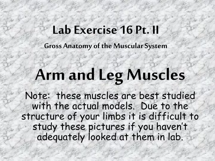 lab exercise 16 pt ii gross anatomy of the muscular system
