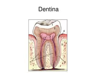 dentina