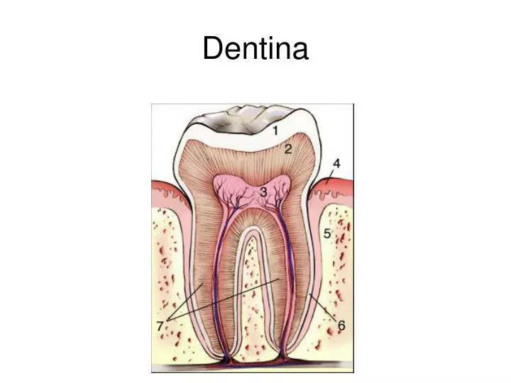 dentina