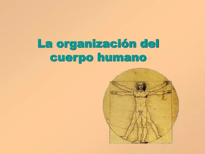 la organizaci n del cuerpo humano