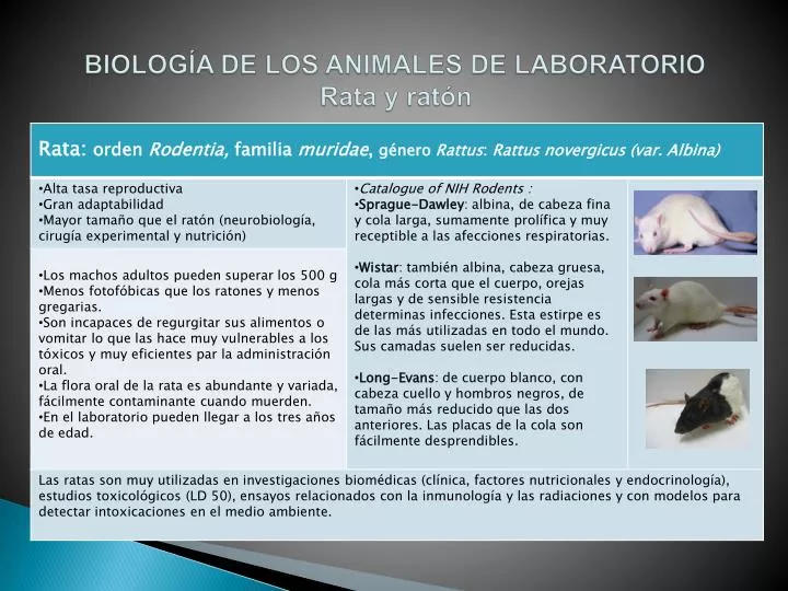 biolog a de los animales de laboratorio rata y rat n