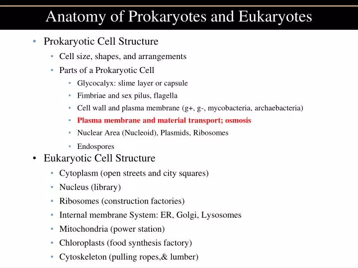 anatomy of prokaryotes and eukaryotes