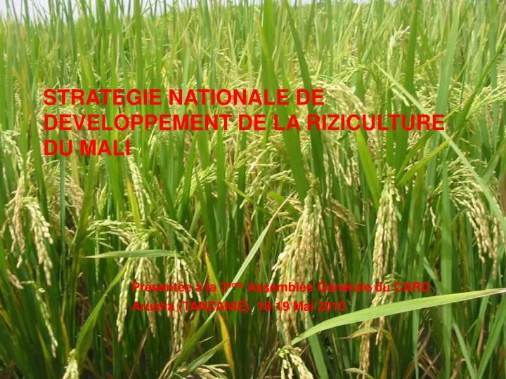 strategie nationale de developpement de la riziculture du mali