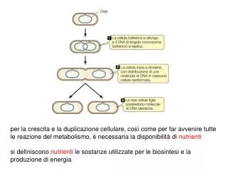 per la crescita e la duplicazione cellulare, così come per far avvenire tutte le reazione del metabolismo, è necessaria