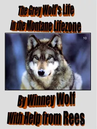 The Grey Wolf's Life in the Montane Lifezone