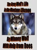The Grey Wolf's Life in the Montane Lifezone - slide 1