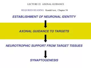 LECTURE 22: AXONAL GUIDANCE