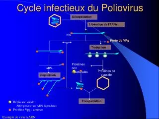 Cycle infectieux du Poliovirus