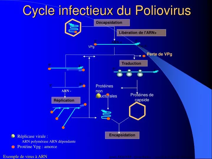 cycle infectieux du poliovirus