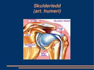 skulderledd art humeri