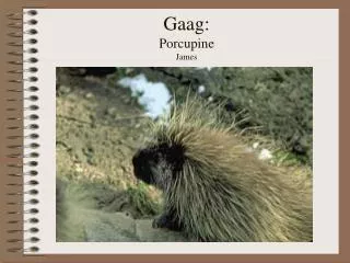 Gaag: Porcupine James