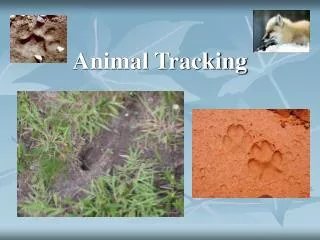 Animal Tracking