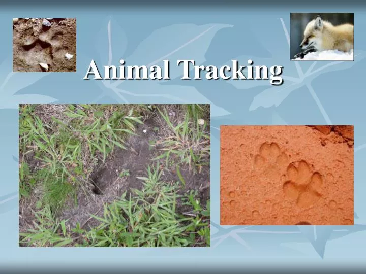 animal tracking