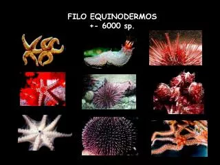 FILO EQUINODERMOS +- 6000 sp.