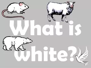 What is white?