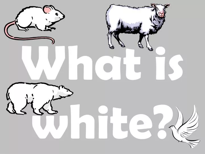 what is white