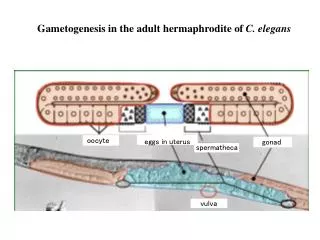 Gametogenesis in the adult hermaphrodite of C. elegans