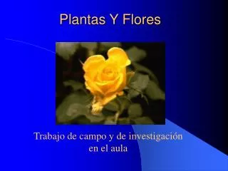 plantas y flores