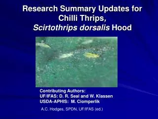 Research Summary Updates for Chilli Thrips , Scirtothrips dorsalis Hood