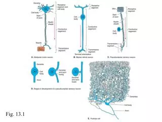 Fig. 13.1