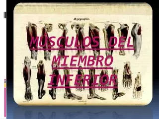 m sculos del miembro inferior