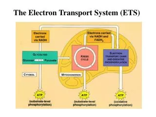 The Electron Transport System (ETS)