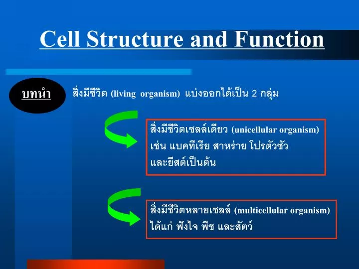 PPT - Cell Structure And Function PowerPoint Presentation, Free ...