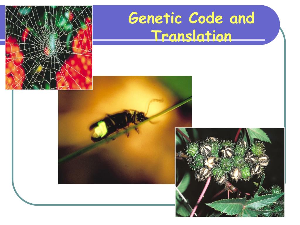 PPT - Genetic Code and Translation PowerPoint Presentation, free ...