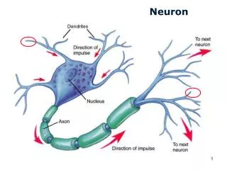 neuron