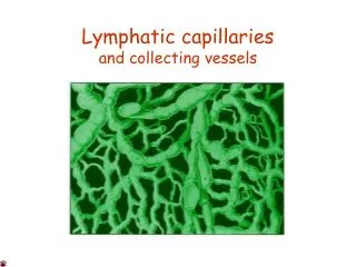 Lymphatic capillaries and collecting vessels