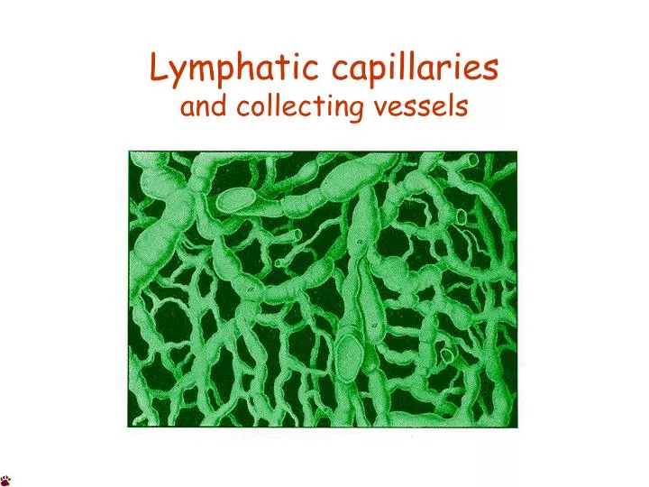 lymphatic capillaries and collecting vessels