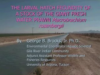 THE LARVAL HATCH FECUNDITY OF A STOCK OF THE GIANT FRESH WATER PRAWN Macrobrachium rosenbergii