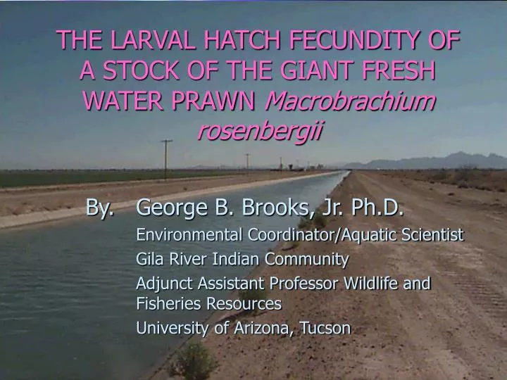 the larval hatch fecundity of a stock of the giant fresh water prawn macrobrachium rosenbergii