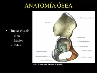 anatom a sea