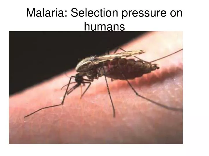 malaria selection pressure on humans