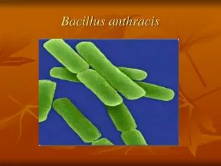 bacillus anthracis