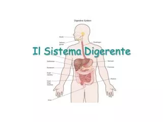 il sistema digerente