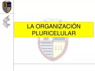 la organizaci n pluricelular