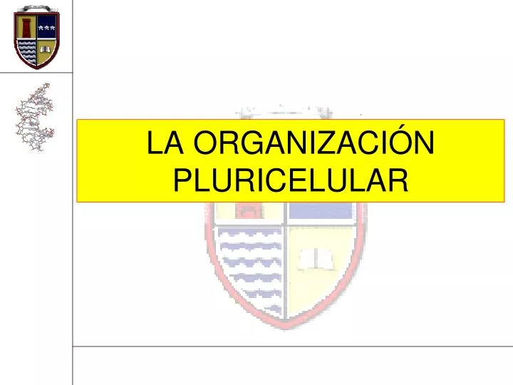 la organizaci n pluricelular