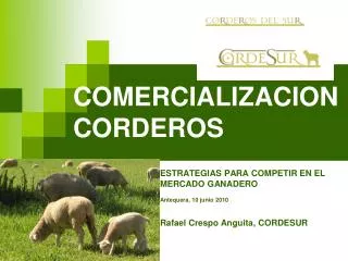comercializacion corderos