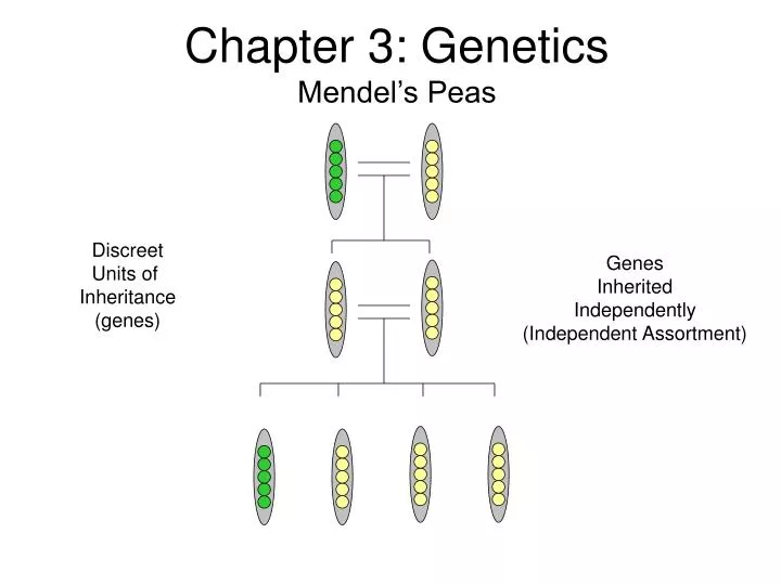 chapter 3 genetics mendel s peas
