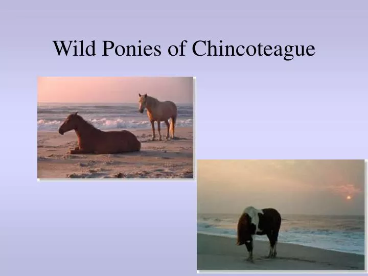 wild ponies of chincoteague