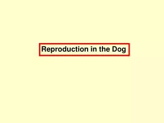 Reproduction in the Dog