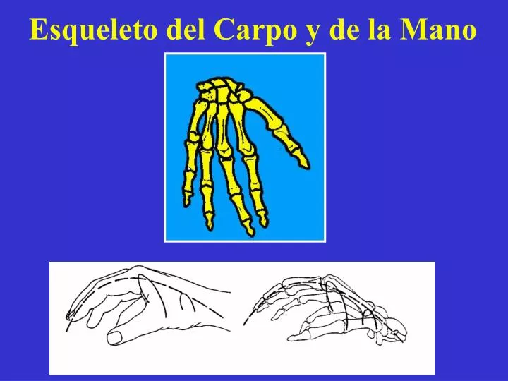 esqueleto del carpo y de la mano