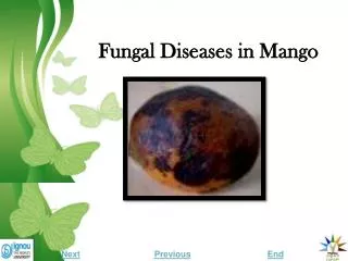 Fungal Diseases in Mango