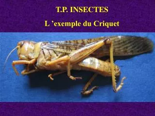 T.P. INSECTES L ’exemple du Criquet