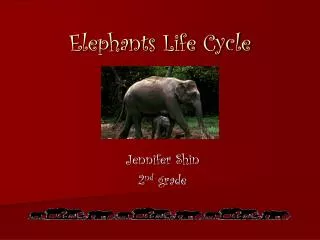Elephants Life Cycle