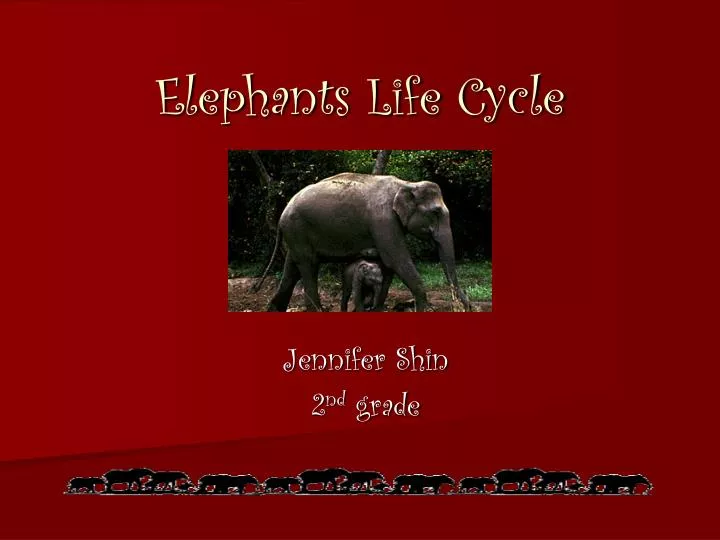 elephants life cycle