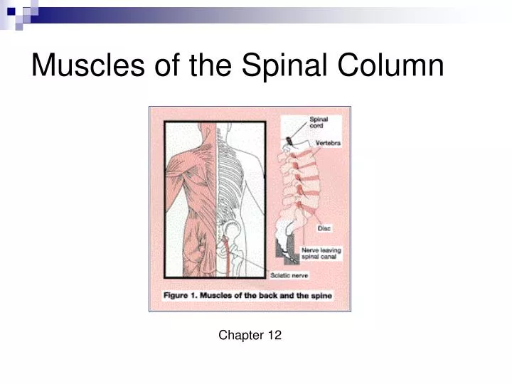 muscles of the spinal column