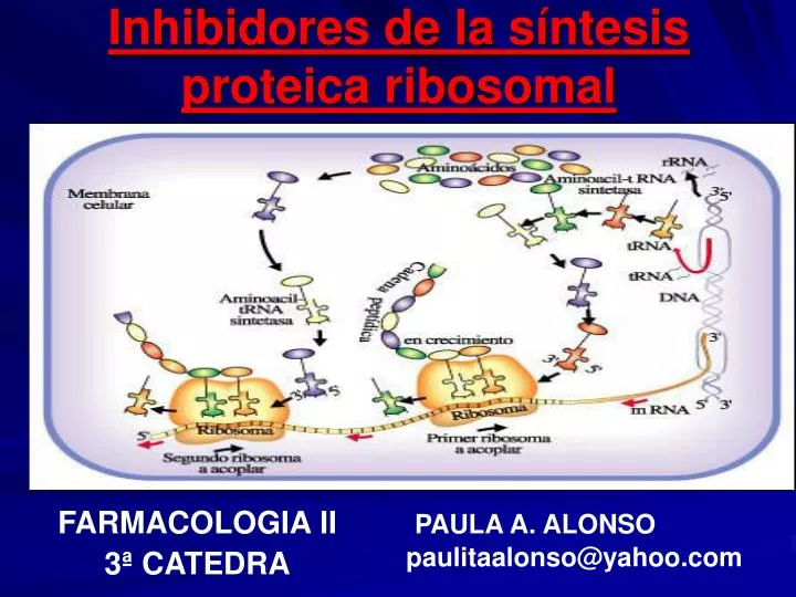 inhibidores de la s ntesis proteica ribosomal